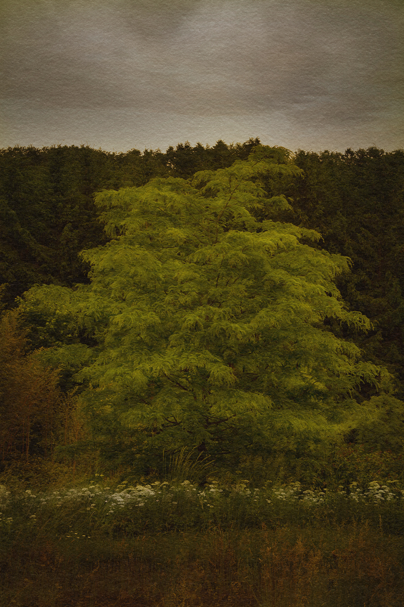 Garden and Trees, Eiche, Quercus